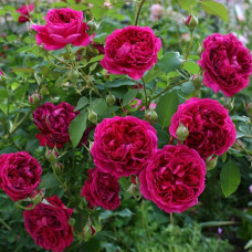 Троянда плетиста ’Отелло’ (малинова)|Rosa climber ’Othello’|Роза плетистая ’Отелло’ (малиновая)