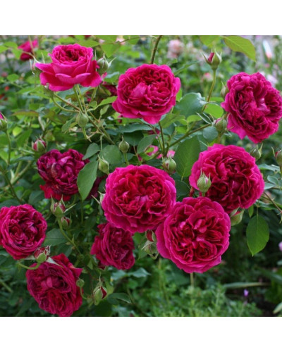 Троянда плетиста ’Отелло’ (малинова)|Rosa climber ’Othello’|Роза плетистая ’Отелло’ (малиновая)