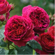 Троянда плетиста ’Отелло’ (малинова)|Rosa climber ’Othello’|Роза плетистая ’Отелло’ (малиновая)