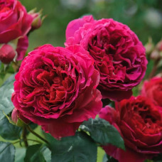 Троянда плетиста ’Отелло’ (малинова)|Rosa climber ’Othello’|Роза плетистая ’Отелло’ (малиновая)