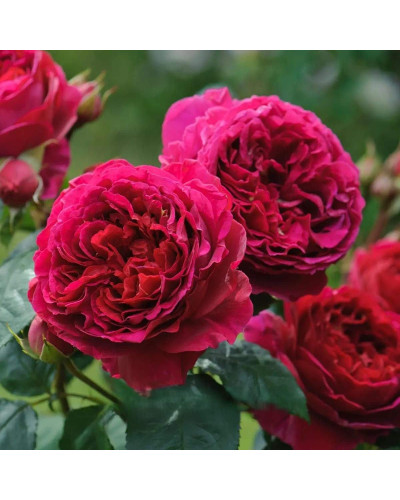 Троянда плетиста ’Отелло’ (малинова)|Rosa climber ’Othello’|Роза плетистая ’Отелло’ (малиновая)