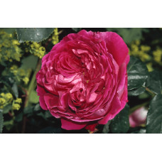 Троянда плетиста ’Отелло’ (малинова)|Rosa climber ’Othello’|Роза плетистая ’Отелло’ (малиновая)