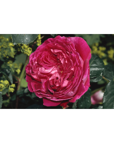 Троянда плетиста ’Отелло’ (малинова)|Rosa climber ’Othello’|Роза плетистая ’Отелло’ (малиновая)
