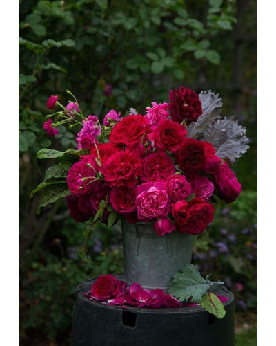 Троянда плетиста ’Отелло’ (малинова)|Rosa climber ’Othello’|Роза плетистая ’Отелло’ (малиновая)