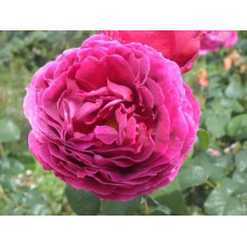 Троянда плетиста ’Отелло’ (малинова)|Rosa climber ’Othello’|Роза плетистая ’Отелло’ (малиновая)