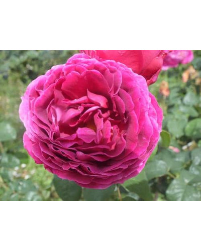 Троянда плетиста ’Отелло’ (малинова)|Rosa climber ’Othello’|Роза плетистая ’Отелло’ (малиновая)