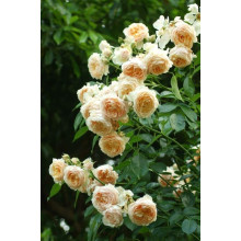 Троянда плетиста ’Джинджер Сілабаб’ (персиково-рожева)|Rosa climber ’Ginger Sylabub’|Роза плетистая ’Джинджер Силабаб’ (персиково-розовая)