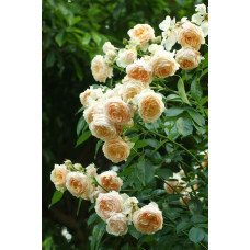 Троянда плетиста ’Джинджер Сілабаб’ (персиково-рожева)|Rosa climber ’Ginger Sylabub’|Роза плетистая ’Джинджер Силабаб’ (персиково-розовая)