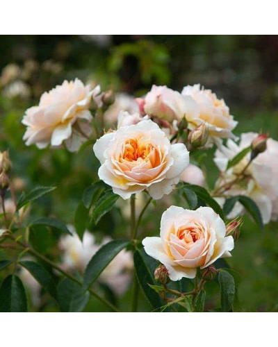 Троянда плетиста ’Джинджер Сілабаб’ (персиково-рожева)|Rosa climber ’Ginger Sylabub’|Роза плетистая ’Джинджер Силабаб’ (персиково-розовая)