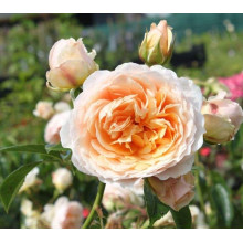 Троянда плетиста ’Джинджер Сілабаб’ (персиково-рожева)|Rosa climber ’Ginger Sylabub’|Роза плетистая ’Джинджер Силабаб’ (персиково-розовая)