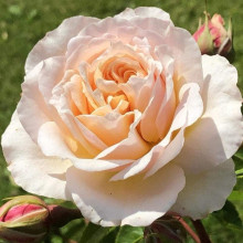 Троянда плетиста ’Джинджер Сілабаб’ (персиково-рожева)|Rosa climber ’Ginger Sylabub’|Роза плетистая ’Джинджер Силабаб’ (персиково-розовая)