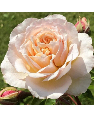 Троянда плетиста ’Джинджер Сілабаб’ (персиково-рожева)|Rosa climber ’Ginger Sylabub’|Роза плетистая ’Джинджер Силабаб’ (персиково-розовая)