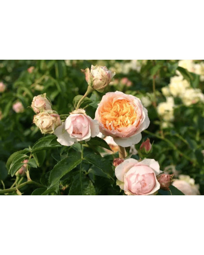 Троянда плетиста ’Джинджер Сілабаб’ (персиково-рожева)|Rosa climber ’Ginger Sylabub’|Роза плетистая ’Джинджер Силабаб’ (персиково-розовая)