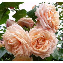 Троянда плетиста ’Барок’ (персикова)|Rosa climber ’Barock’|Роза плетистая ’Барок’