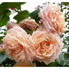 Троянда плетиста ’Барок’ (персикова)|Rosa climber ’Barock’|Роза плетистая ’Барок’