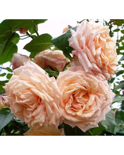 Троянда плетиста ’Барок’ (персикова)|Rosa climber ’Barock’|Роза плетистая ’Барок’