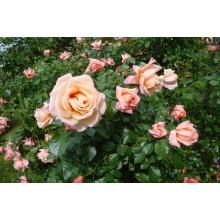 Троянда плетиста ’Барок’ (персикова)|Rosa climber ’Barock’|Роза плетистая ’Барок’