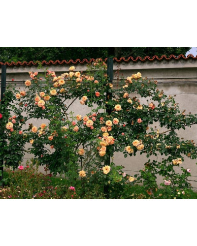 Троянда плетиста ’Барок’ (персикова)|Rosa climber ’Barock’|Роза плетистая ’Барок’