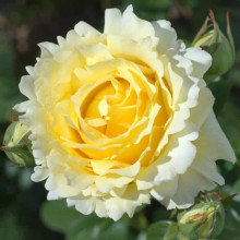 Троянда плетиста ‘Сірано де Бержерак’|Rosa climber Cyrano de Bergerac|Роза плетистая ‘Сирано де Бержерак’