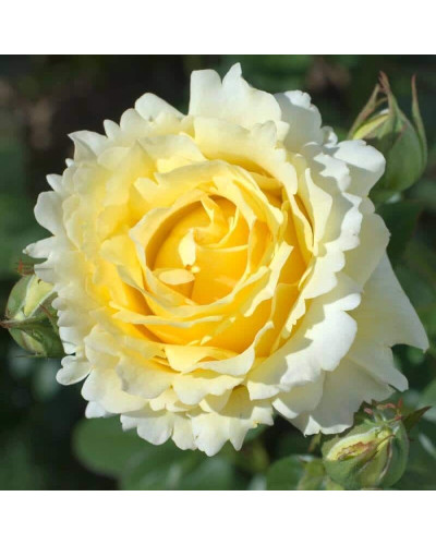 Троянда плетиста ‘Сірано де Бержерак’|Rosa climber Cyrano de Bergerac|Роза плетистая ‘Сирано де Бержерак’