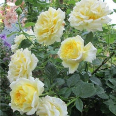 Троянда плетиста ‘Сірано де Бержерак’|Rosa climber Cyrano de Bergerac|Роза плетистая ‘Сирано де Бержерак’