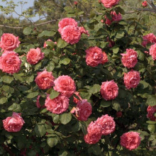 Троянда плетиста ‘Діді Бріджуотер’|Rosa climber ‘Didi Bridgewater’|Роза Плетиста ‘Диди Бриджуотер’