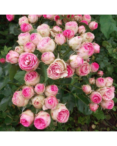 Троянда спрей Мімі Еден|Rose ‘Mimi Eden’|Роза спрей Мими Эден