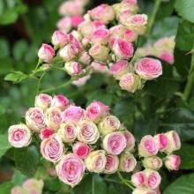 Троянда спрей Мімі Еден|Rose ‘Mimi Eden’|Роза спрей Мими Эден