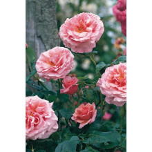Троянда плетиста ‘Алоха’|Rosa climber Aloha|Роза плетистая ‘Алоха’