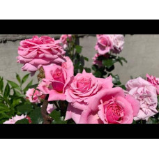 Троянда плетиста ‘Алоха’|Rosa climber Aloha|Роза плетистая ‘Алоха’