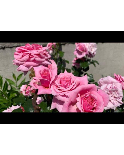 Троянда плетиста ‘Алоха’|Rosa climber Aloha|Роза плетистая ‘Алоха’
