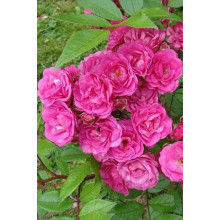 Троянда мускусна Дінкі | Rose moschata Dinky | Роза мускусная Динки