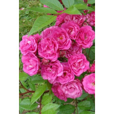 Троянда мускусна Дінкі | Rose moschata Dinky | Роза мускусная Динки