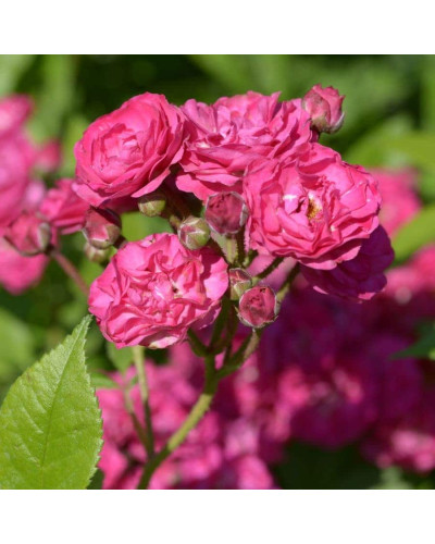 Троянда мускусна Дінкі | Rose moschata Dinky | Роза мускусная Динки