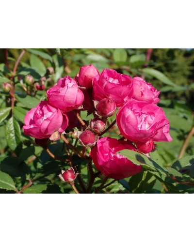 Троянда мускусна Дінкі | Rose moschata Dinky | Роза мускусная Динки