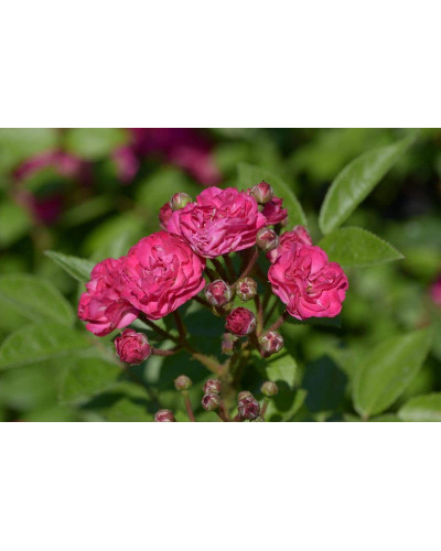 Троянда мускусна Дінкі | Rose moschata Dinky | Роза мускусная Динки