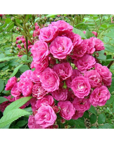 Троянда мускусна Дінкі | Rose moschata Dinky | Роза мускусная Динки