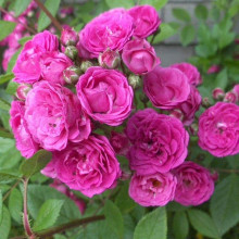 Троянда мускусна Дінкі | Rose moschata Dinky | Роза мускусная Динки
