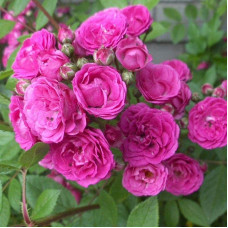 Троянда мускусна Дінкі | Rose moschata Dinky | Роза мускусная Динки