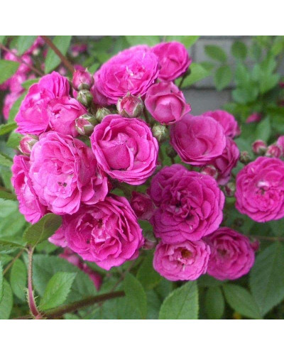 Троянда мускусна Дінкі | Rose moschata Dinky | Роза мускусная Динки