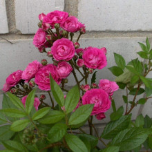 Троянда мускусна Дінкі | Rose moschata Dinky | Роза мускусная Динки