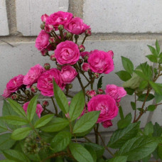 Троянда мускусна Дінкі | Rose moschata Dinky | Роза мускусная Динки