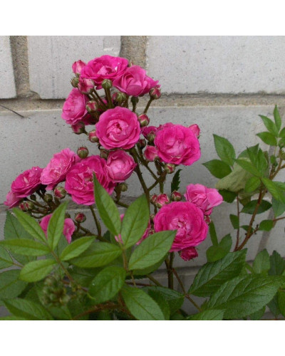 Троянда мускусна Дінкі | Rose moschata Dinky | Роза мускусная Динки
