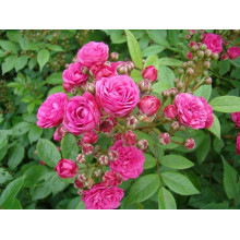 Троянда мускусна Дінкі | Rose moschata Dinky | Роза мускусная Динки