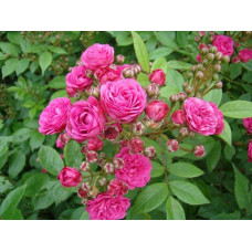 Троянда мускусна Дінкі | Rose moschata Dinky | Роза мускусная Динки