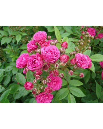 Троянда мускусна Дінкі | Rose moschata Dinky | Роза мускусная Динки