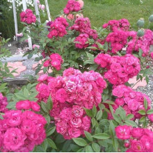 Троянда мускусна Дінкі | Rose moschata Dinky | Роза мускусная Динки
