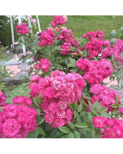 Троянда мускусна Дінкі | Rose moschata Dinky | Роза мускусная Динки