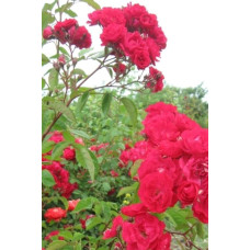 Троянда мускусна ’Лейпциг’ (червона)|Moschata rose ’Leipzig’|Троянда мускусна ’Лейпциг’