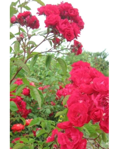 Троянда мускусна ’Лейпциг’ (червона)|Moschata rose ’Leipzig’|Троянда мускусна ’Лейпциг’